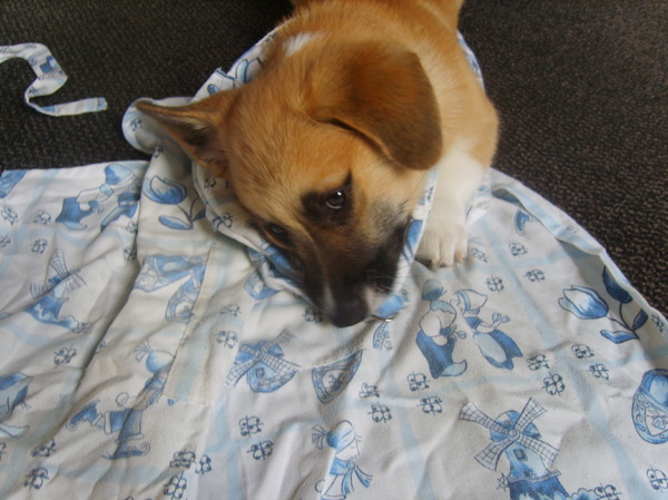 midas houd van holland