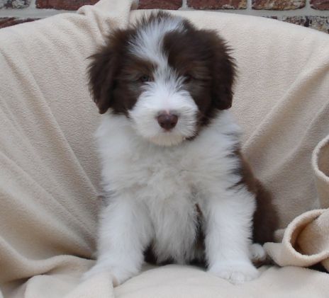 Bearded Collie