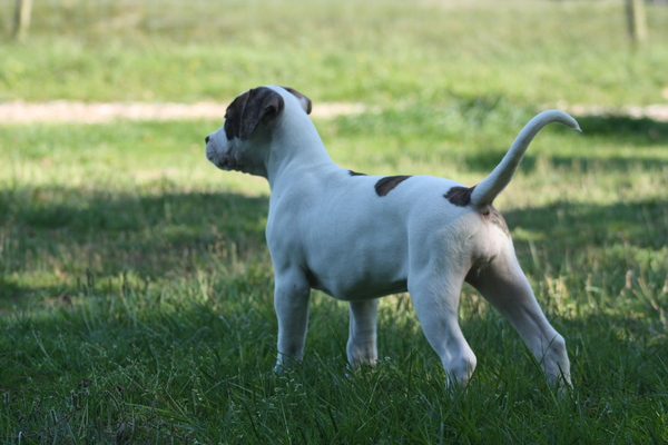 Amerikaanse Bulldog