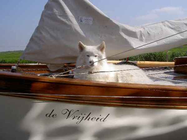 Bamse op de Vrijheid