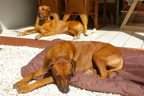 Rhodesian Ridgeback