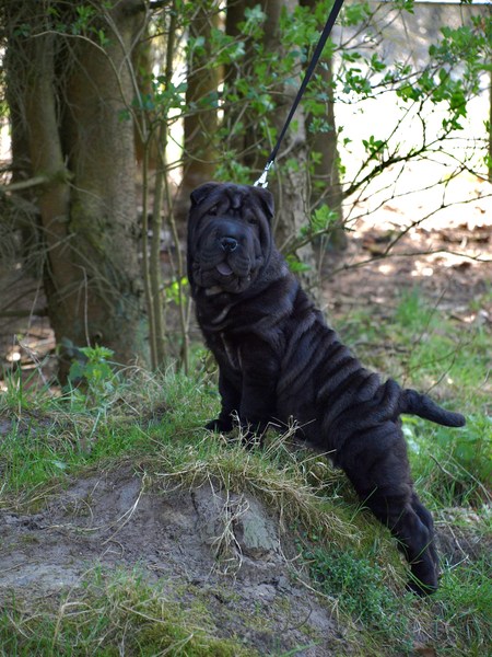 Shar Pei