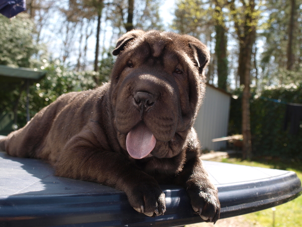 Shar Pei