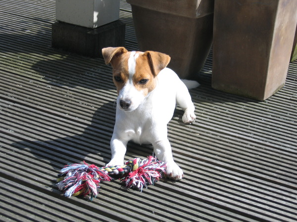 Jack Russell Terrier