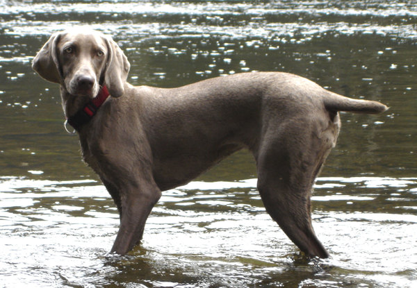 Weimaraner