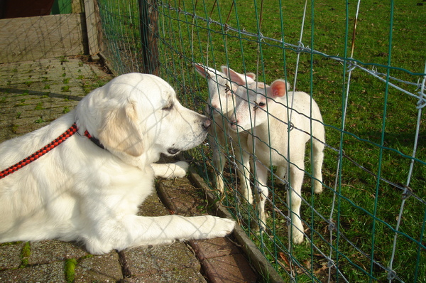 lammetjes
