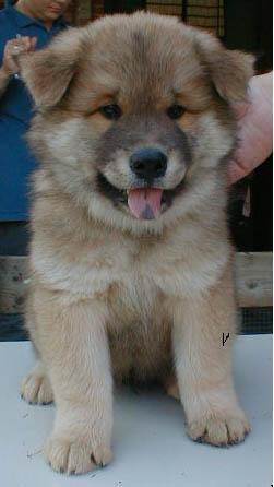 Eurasier