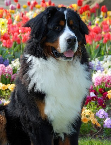 Berner Sennenhond
