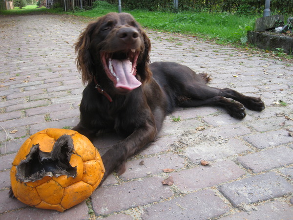 Duitse Staande Hond, Langhaar