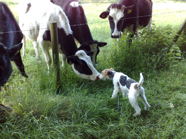 ff snuffelen aan die hollandse koeien!!!