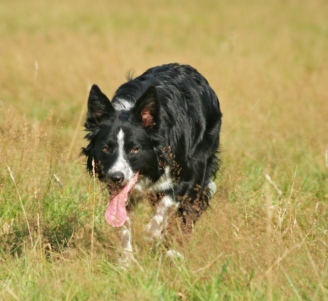 Border Collie