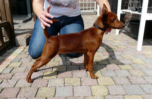 Dwergpinscher