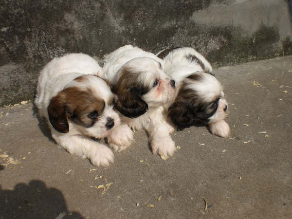 Shih Tzu