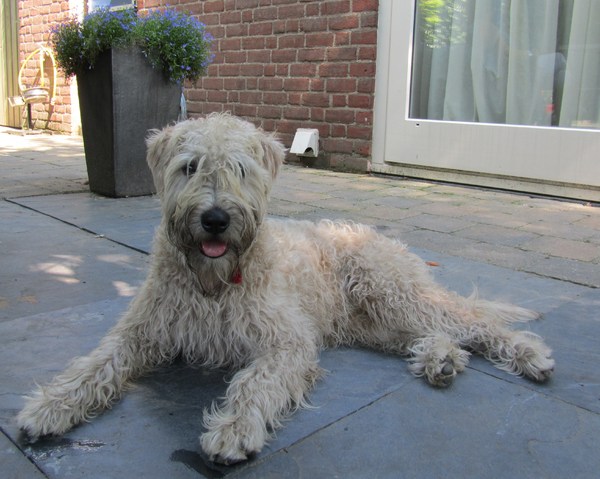 Irish Softcoated Wheaten Terriër