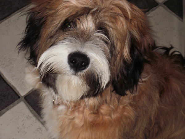 Tibetaanse Terrier