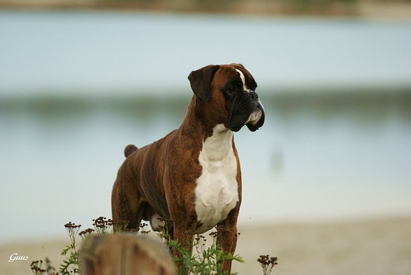 Boxer