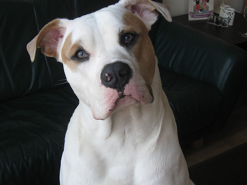 Amerikaanse Bulldog