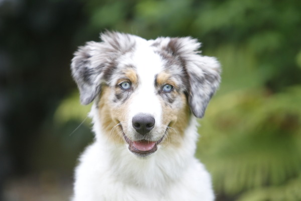 Australian Shepherd