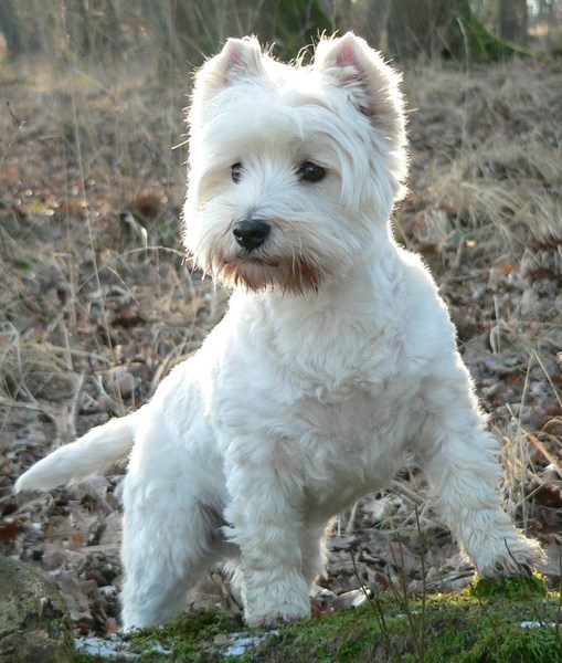 West Highland White Terrier