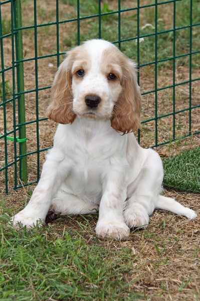 Engelse Cocker Spaniel