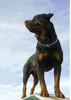 Rottweiler