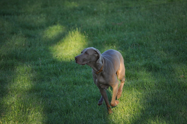 Weimaraner