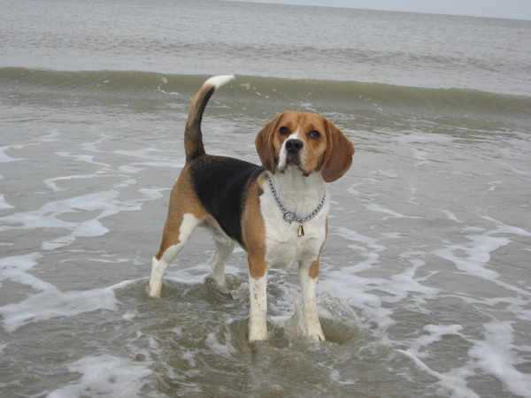 Beagle