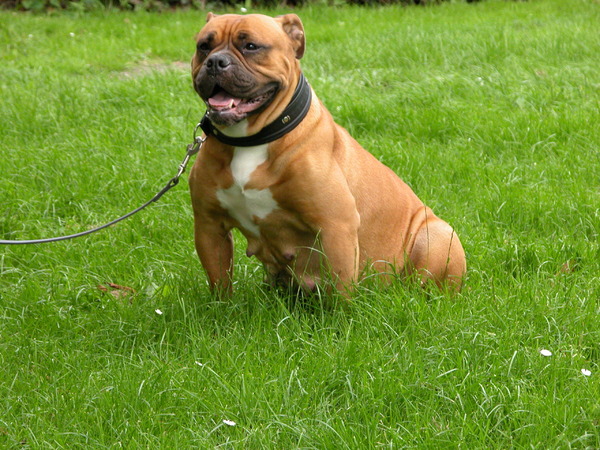 Old English Bulldog