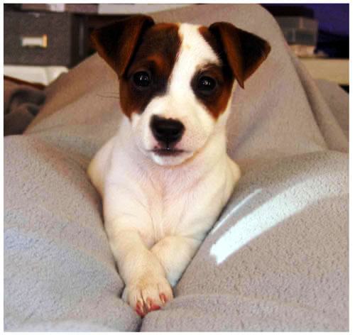 Jack Russell Terrier