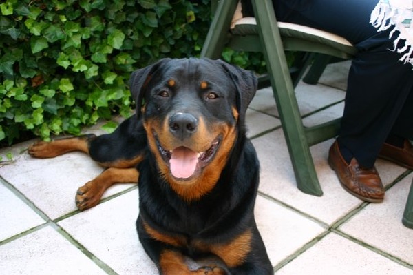 Rottweiler