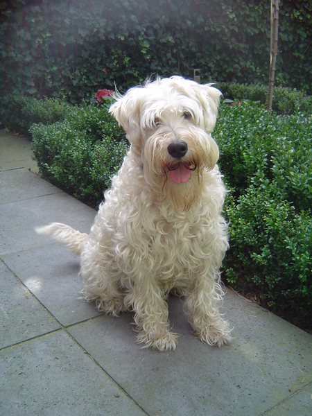Irish Softcoated Wheaten Terriër