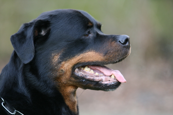 Rottweiler