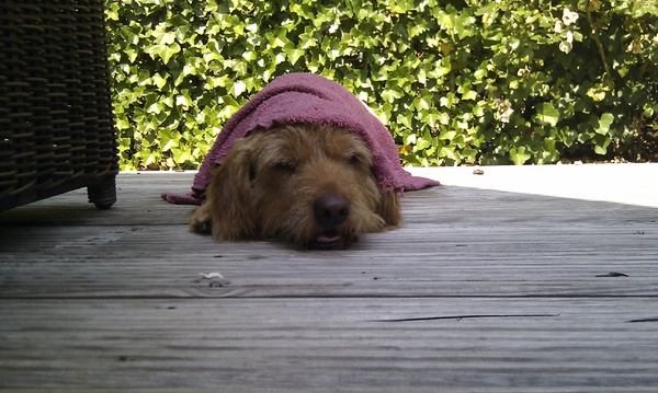 Basset Fauve de Bretagne