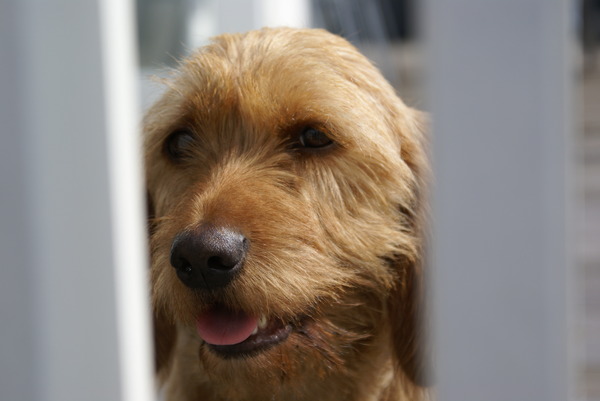 Basset Fauve de Bretagne