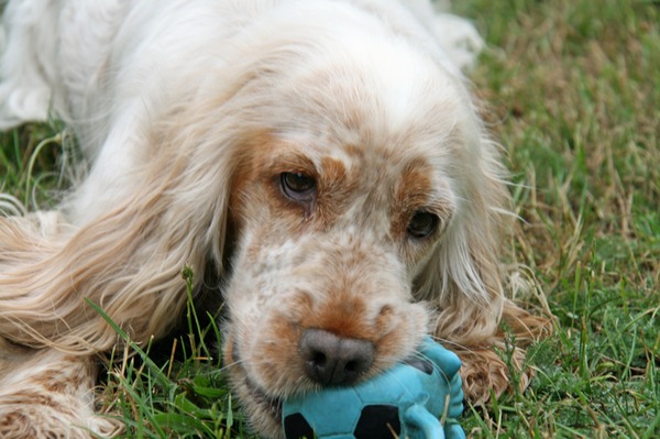 Engelse Cocker Spaniel