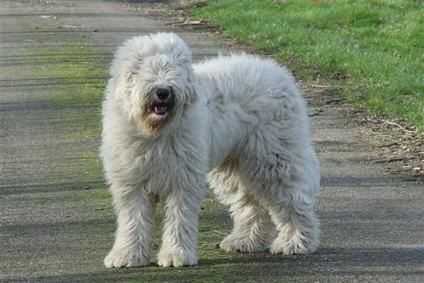 Zuid Russische Owcharka