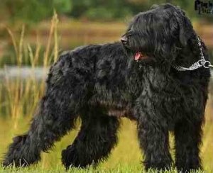 Zwarte Russische Terrier