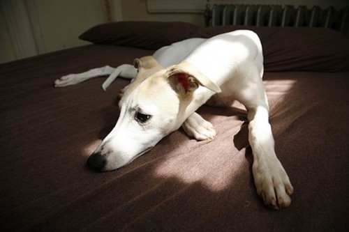 Whippet