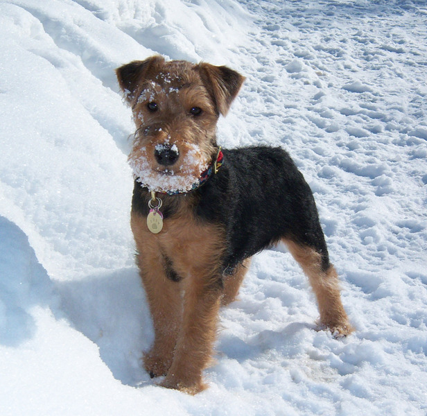 Welsh Terrier