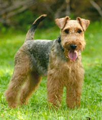 Welsh Terrier