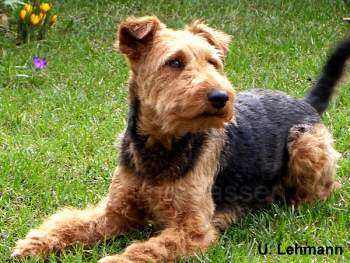 Welsh Terrier