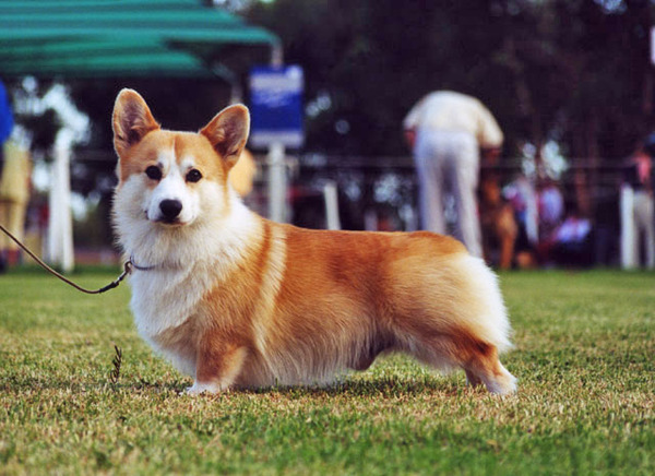 Welsh Corgi Pembroke