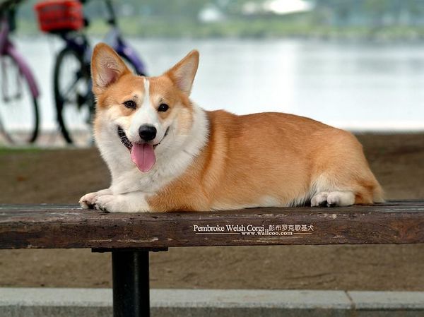 Welsh Corgi Pembroke
