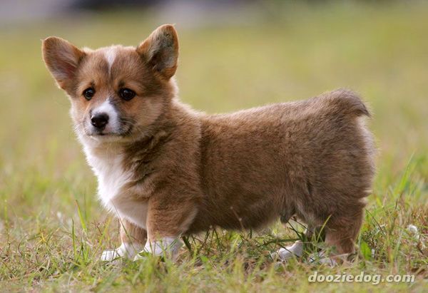 Welsh Corgi Pembroke