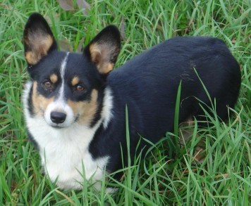 Welsh Corgi Pembroke