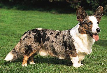Welsh Corgi Cardigan