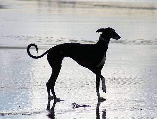 Greyhound