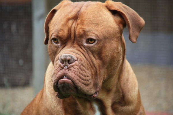 Bordeauxdog