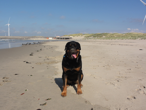 Rottweiler