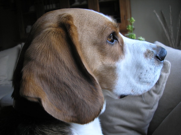 Beagle